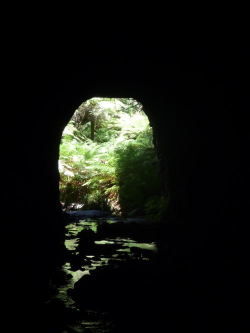 Inside the glow worm tunnel